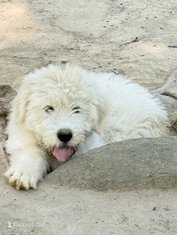 Casper Blue Colllar – Pyredoodle puppy for sale in Carrollton, GA