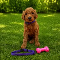 Daisy - Purple Collar Poo, a female Poodle - Standard  for sale in Carrollton, GA – 2 of 3