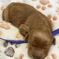 Whitney Purple Collar GR, a female Golden Retriever for sale in Carrollton, GA – Photo 3 of 4