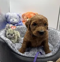 Whitney Purple Collar GR, a female Golden Retriever for sale in Carrollton, GA – Photo 1 of 4