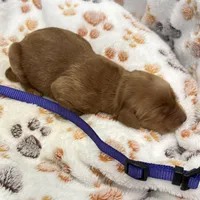 Whitney Purple Collar GR, a female Golden Retriever for sale in Carrollton, GA – Photo 4 of 4