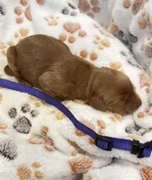 Whitney Purple Collar GR, a female Golden Retriever for sale in Carrollton, GA – Photo 2 of 3