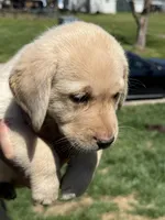 Puppy 2 yellow, a male Labrador Retriever for sale in Moscow Mills, MO – Photo 3 of 10