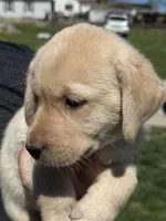 Puppy 2 yellow, a male Labrador Retriever for sale in Moscow Mills, MO – Photo 8 of 10