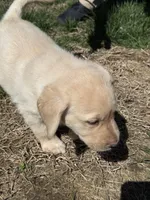 Puppy 2 yellow, a male Labrador Retriever for sale in Moscow Mills, MO – Photo 9 of 10