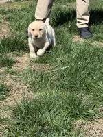 Puppy 2 yellow, a male Labrador Retriever for sale in Moscow Mills, MO – Photo 5 of 10