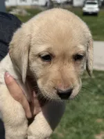 Puppy 2 yellow, a male Labrador Retriever for sale in Moscow Mills, MO – Photo 6 of 10