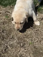 Puppy 2 yellow, a male Labrador Retriever for sale in Moscow Mills, MO – Photo 10 of 10