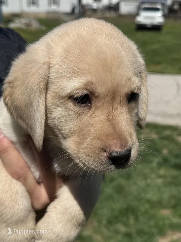 Puppy 2 yellow – Labrador Retriever puppy for sale in Moscow Mills, MO