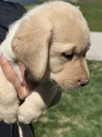 Puppy 2 yellow, a male Labrador Retriever for sale in Moscow Mills, MO – Photo 7 of 10