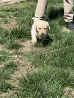 Puppy 2 yellow, a male Labrador Retriever for sale in Moscow Mills, MO – Photo 4 of 10