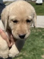 Puppy 2 yellow, a male Labrador Retriever for sale in Moscow Mills, MO – Photo 2 of 10