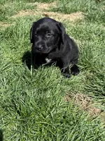 Puppy 3 black, a male Labrador Retriever for sale in Moscow Mills, MO – Photo 8 of 10
