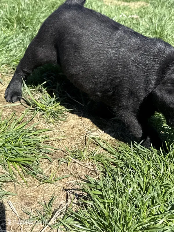 Puppy 3 black – Labrador Retriever puppy for sale in Moscow Mills, MO