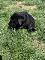 Puppy 3 black, a male Labrador Retriever for sale in Moscow Mills, MO – Photo 7 of 10