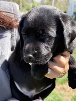 Puppy 3 black, a male Labrador Retriever for sale in Moscow Mills, MO – Photo 2 of 10