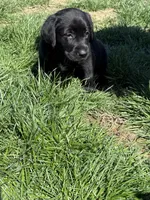Puppy 3 black, a male Labrador Retriever for sale in Moscow Mills, MO – Photo 10 of 10