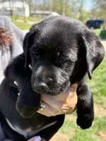 Puppy 3 black, a male Labrador Retriever for sale in Moscow Mills, MO – Photo 5 of 10