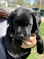 Puppy 3 black, a male Labrador Retriever for sale in Moscow Mills, MO – Photo 4 of 10