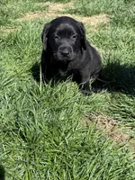 Puppy 3 black, a male Labrador Retriever for sale in Moscow Mills, MO – Photo 9 of 10