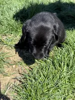 Puppy 3 black, a male Labrador Retriever for sale in Moscow Mills, MO – Photo 6 of 10