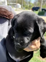 Puppy 3 black, a male Labrador Retriever for sale in Moscow Mills, MO – Photo 3 of 10