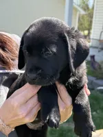 Puppy 1 black, a male Labrador Retriever for sale in Moscow Mills, MO – Photo 5 of 5