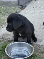Puppy 1 black, a male Labrador Retriever for sale in Moscow Mills, MO – Photo 2 of 5