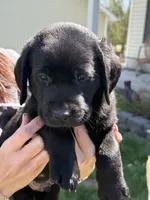 Puppy 1 black, a male Labrador Retriever for sale in Moscow Mills, MO – Photo 3 of 5