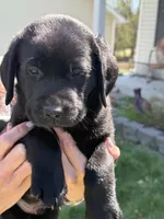 Puppy 1 black, a male Labrador Retriever for sale in Moscow Mills, MO – Photo 4 of 5