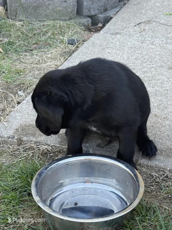 Puppy 1 black – Labrador Retriever puppy for sale in Moscow Mills, MO