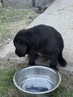 Puppy 1 black, a male Labrador Retriever for sale in Moscow Mills, MO – Photo 1 of 5