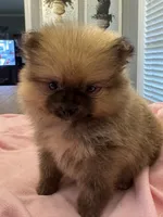 Ruby, a female Pomeranian for sale in Coldwater, MS – 1 of 6