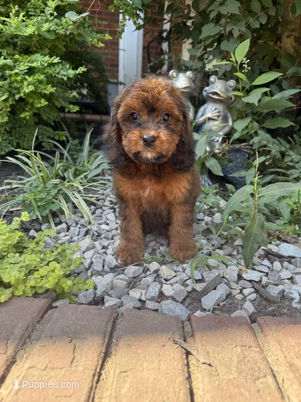 Amber – Cockapoo puppy for sale in Coldwater, MS