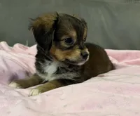 Coco, a female Miniature Aussiedoodle for sale in Coldwater, MS – 5 of 7