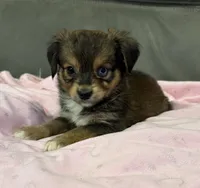Coco, a female Miniature Aussiedoodle for sale in Coldwater, MS – 7 of 7