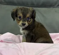 Coco, a female Miniature Aussiedoodle for sale in Coldwater, MS – 6 of 7