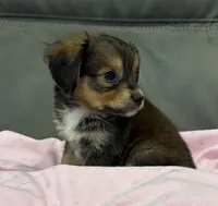 Coco, a female Miniature Aussiedoodle for sale in Coldwater, MS – 4 of 7