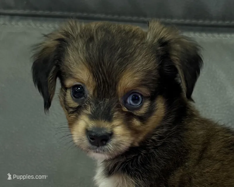 Coco – Miniature Aussiedoodle puppy for sale in Coldwater, MS