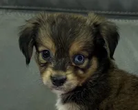 Coco, a female Miniature Aussiedoodle for sale in Coldwater, MS – 1 of 7