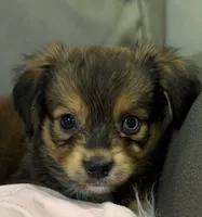 Coco, a female Miniature Aussiedoodle for sale in Coldwater, MS – 2 of 7