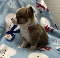 Cash, a male Pembroke Welsh Corgi for sale in Coldwater, MS – Photo 6 of 10