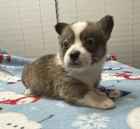 Cash, a male Pembroke Welsh Corgi for sale in Coldwater, MS – Photo 8 of 10