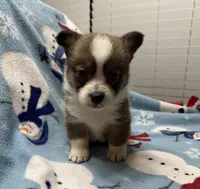 Cash, a male Pembroke Welsh Corgi for sale in Coldwater, MS – Photo 2 of 10
