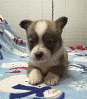 Cash, a male Pembroke Welsh Corgi for sale in Coldwater, MS – Photo 10 of 10