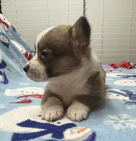 Cash, a male Pembroke Welsh Corgi for sale in Coldwater, MS – Photo 7 of 10