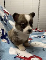 Cash, a male Pembroke Welsh Corgi for sale in Coldwater, MS – Photo 3 of 10