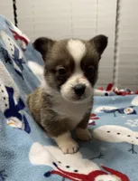 Cash, a male Pembroke Welsh Corgi for sale in Coldwater, MS – Photo 1 of 10