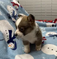 Cash, a male Pembroke Welsh Corgi for sale in Coldwater, MS – Photo 5 of 10