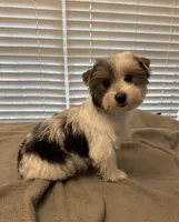 Hank, a male Yorkshire Terrier for sale in Coldwater, MS – 3 of 4